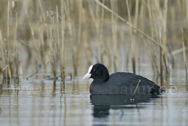 Blessralle (Fulica atra)