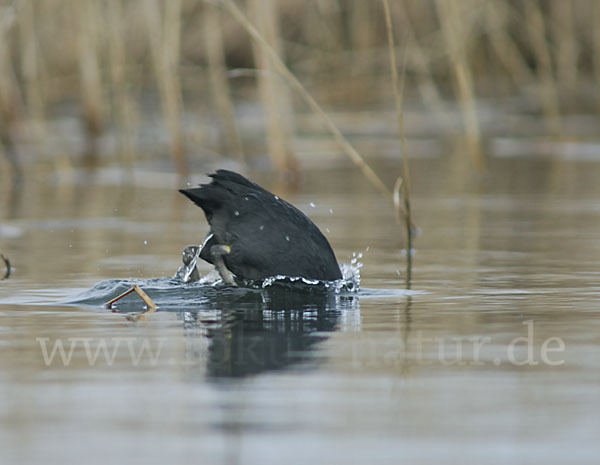 Blessralle (Fulica atra)