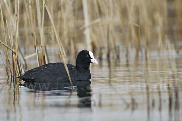 Blessralle (Fulica atra)