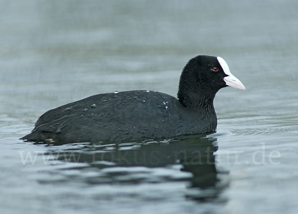 Blessralle (Fulica atra)