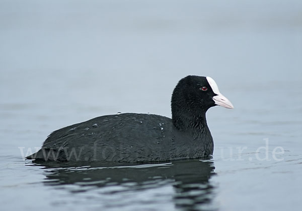 Blessralle (Fulica atra)