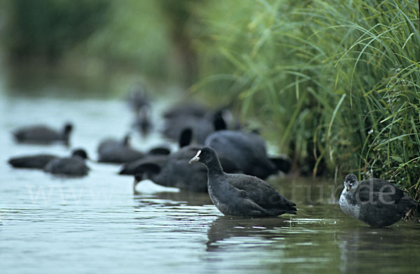 Blessralle (Fulica atra)