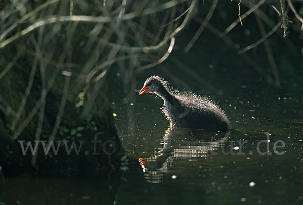 Blessralle (Fulica atra)