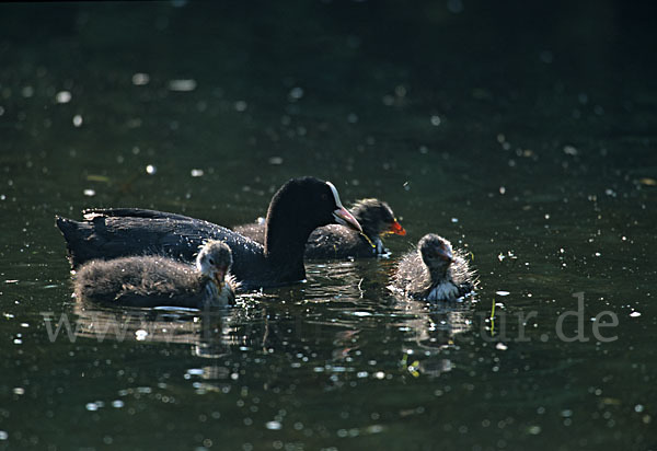 Blessralle (Fulica atra)