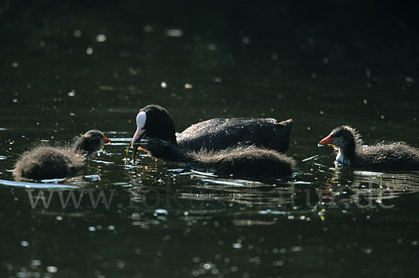 Blessralle (Fulica atra)