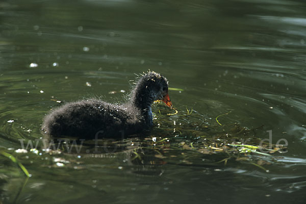 Blessralle (Fulica atra)