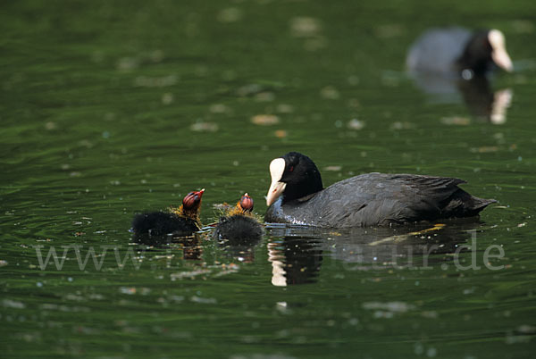 Blessralle (Fulica atra)