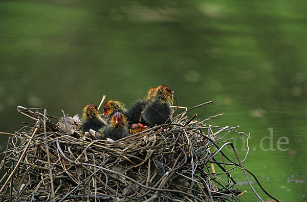 Blessralle (Fulica atra)