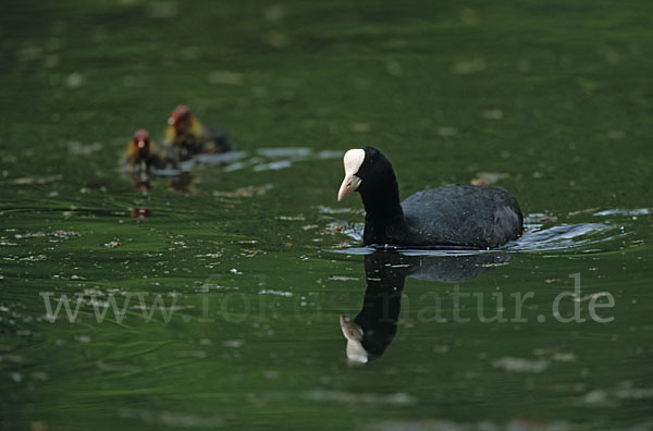 Blessralle (Fulica atra)