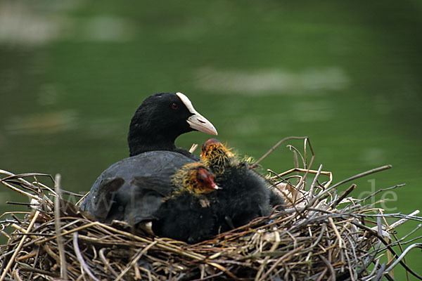 Blessralle (Fulica atra)