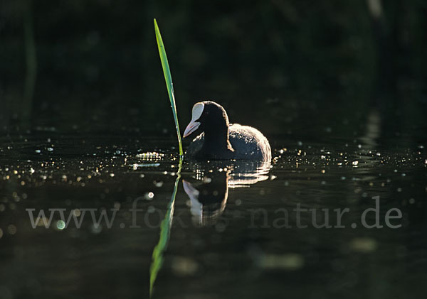 Blessralle (Fulica atra)