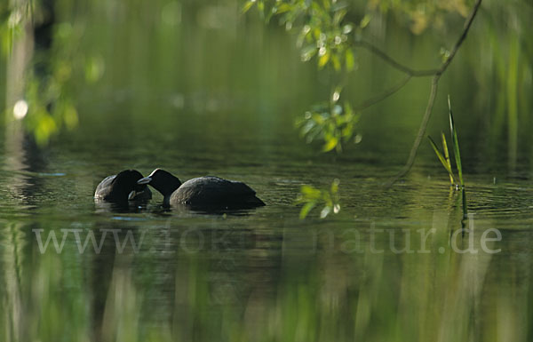 Blessralle (Fulica atra)