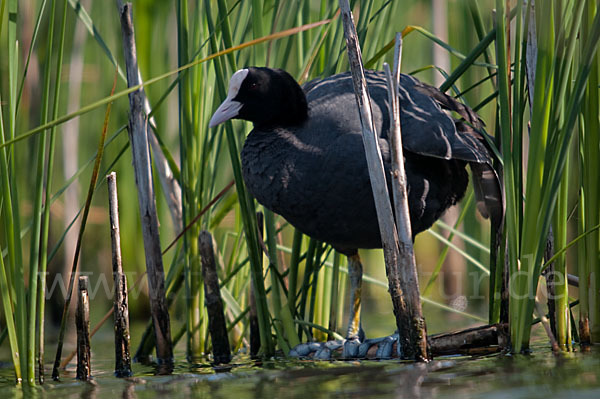 Blessralle (Fulica atra)