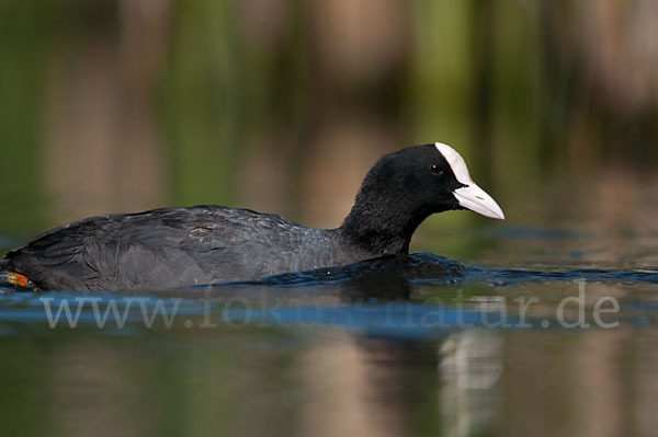 Blessralle (Fulica atra)