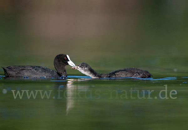 Blessralle (Fulica atra)