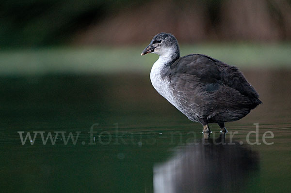 Blessralle (Fulica atra)