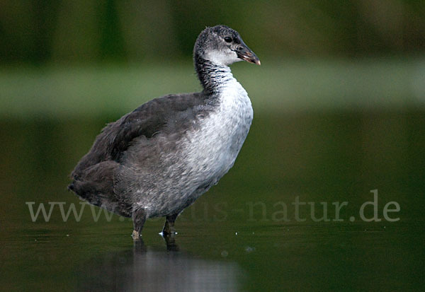 Blessralle (Fulica atra)