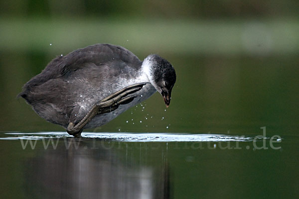 Blessralle (Fulica atra)