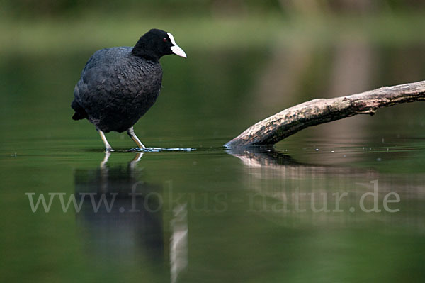 Blessralle (Fulica atra)