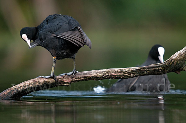 Blessralle (Fulica atra)