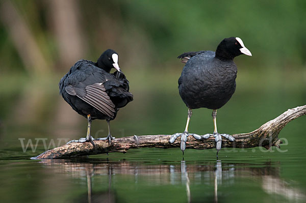 Blessralle (Fulica atra)