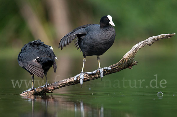 Blessralle (Fulica atra)