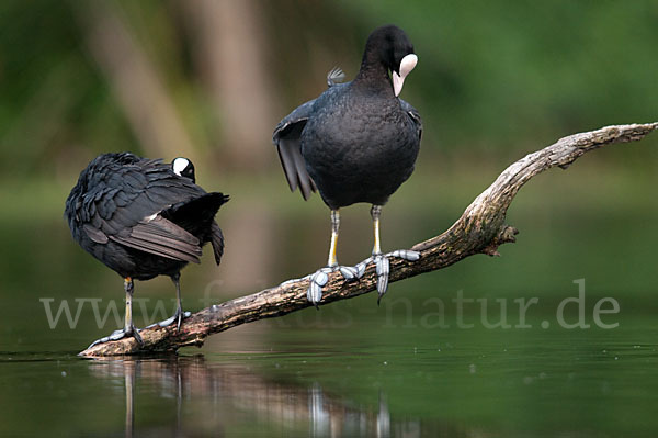 Blessralle (Fulica atra)