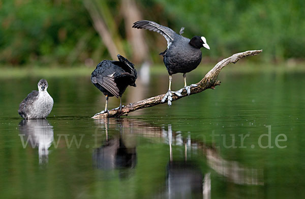 Blessralle (Fulica atra)