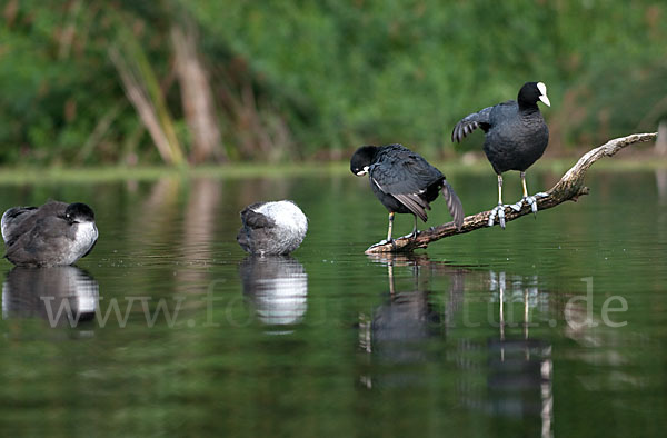 Blessralle (Fulica atra)