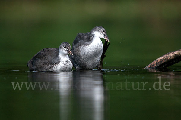 Blessralle (Fulica atra)