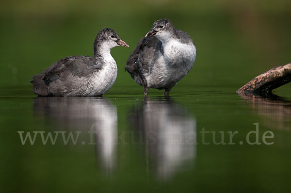 Blessralle (Fulica atra)