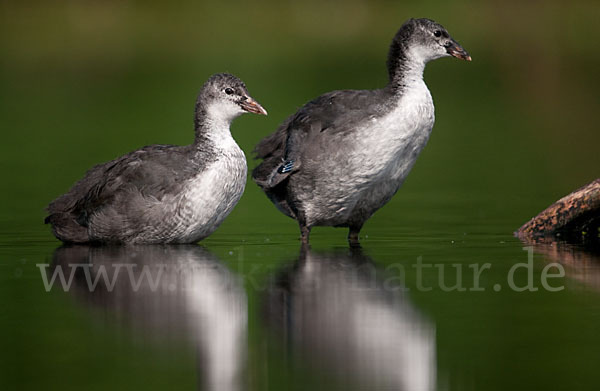 Blessralle (Fulica atra)