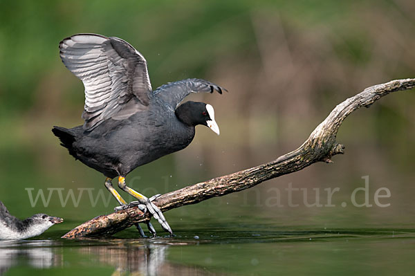 Blessralle (Fulica atra)