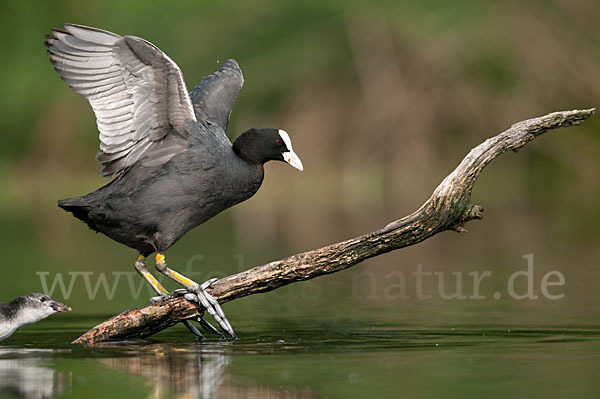 Blessralle (Fulica atra)