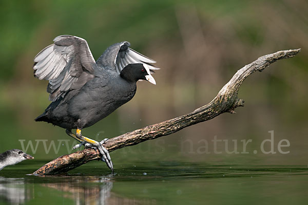 Blessralle (Fulica atra)