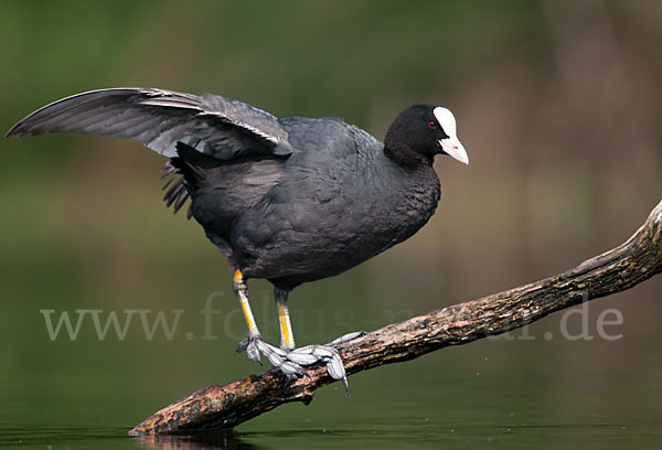 Blessralle (Fulica atra)