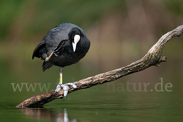 Blessralle (Fulica atra)