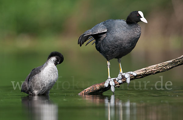 Blessralle (Fulica atra)