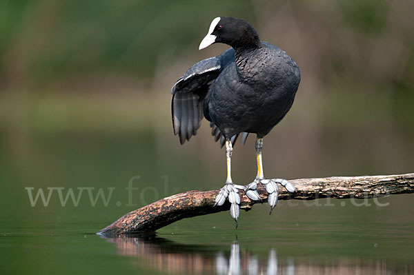 Blessralle (Fulica atra)