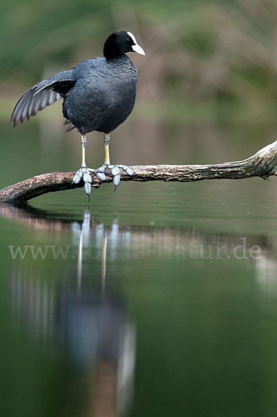 Blessralle (Fulica atra)