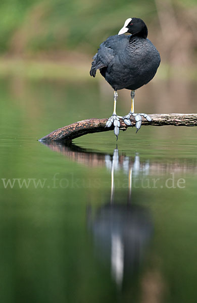 Blessralle (Fulica atra)