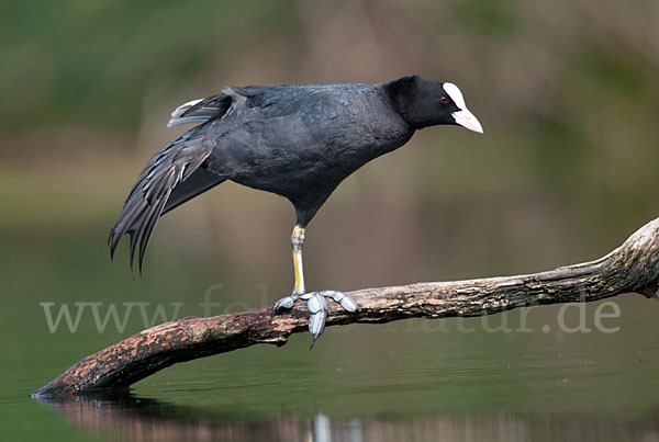 Blessralle (Fulica atra)