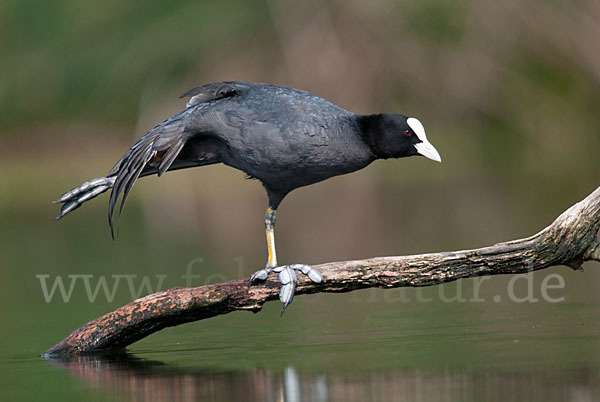 Blessralle (Fulica atra)