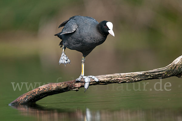 Blessralle (Fulica atra)