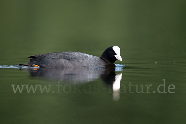 Blessralle (Fulica atra)