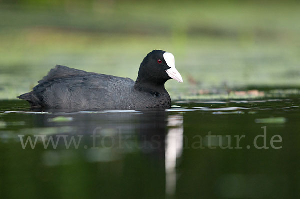 Blessralle (Fulica atra)