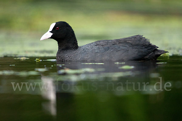 Blessralle (Fulica atra)