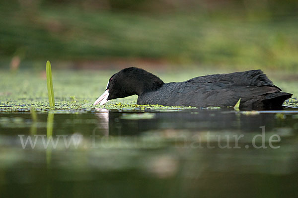 Blessralle (Fulica atra)