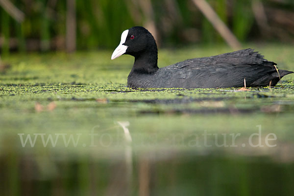 Blessralle (Fulica atra)