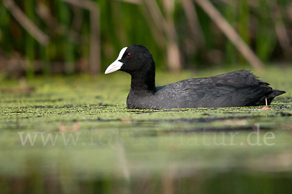 Blessralle (Fulica atra)